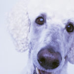 poodle
