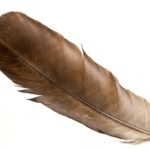 close up of a feather