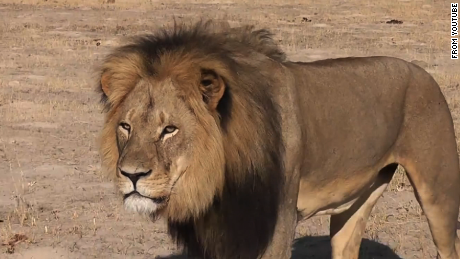 Pet psychic claims to communicate with Cecil the Lion