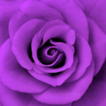 purple rose