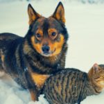 Dog and cat playing together in the snow