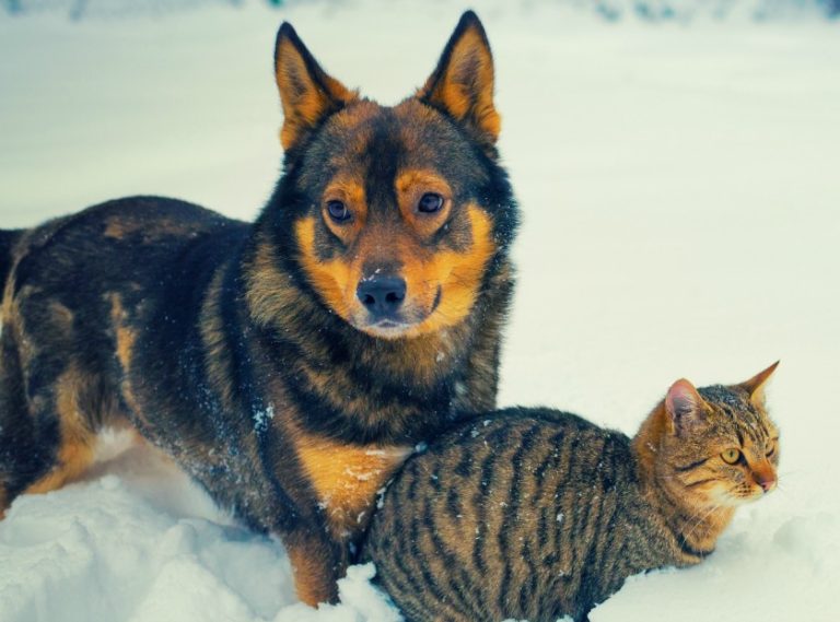How to Talk to Dead Pets: Speaking with Dead Spirits