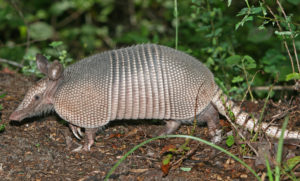 armadillo symbolism