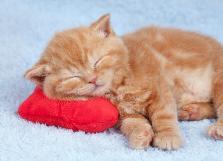 Signs You Should Pay Attention to a Dream