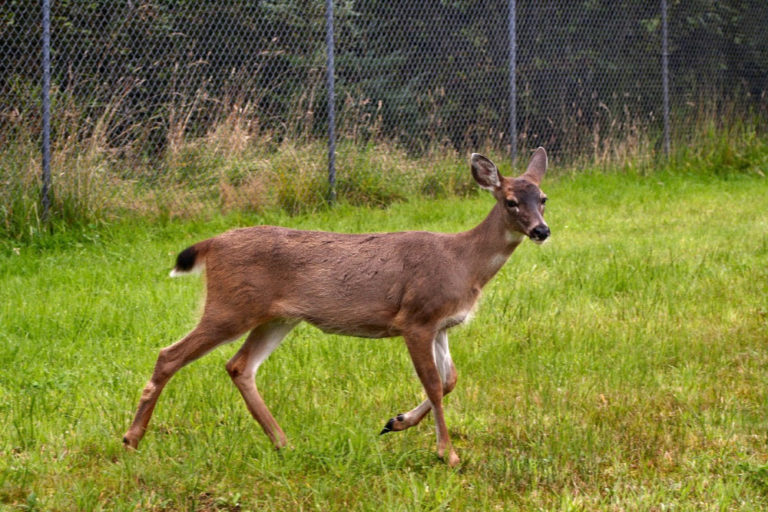 What it Means When a Deer Crosses Your Path