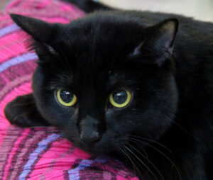 A black cat laying on a bed