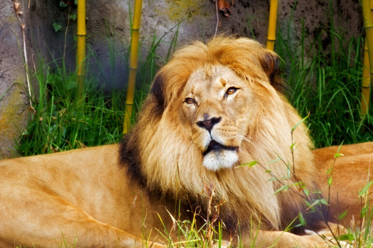 Signs a Spirit Animal is Reaching Out to You